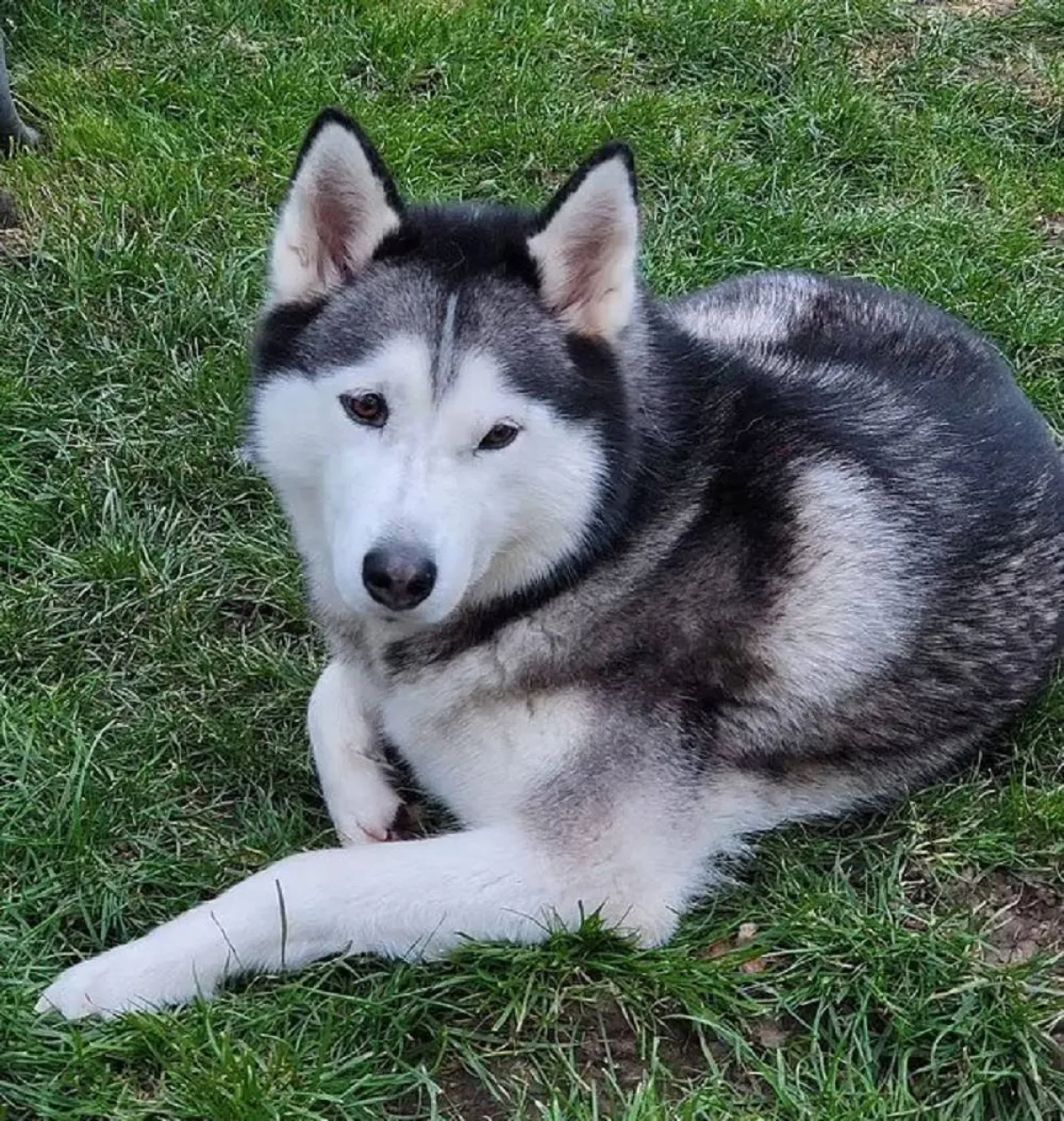 صورة كلبة هاسكي