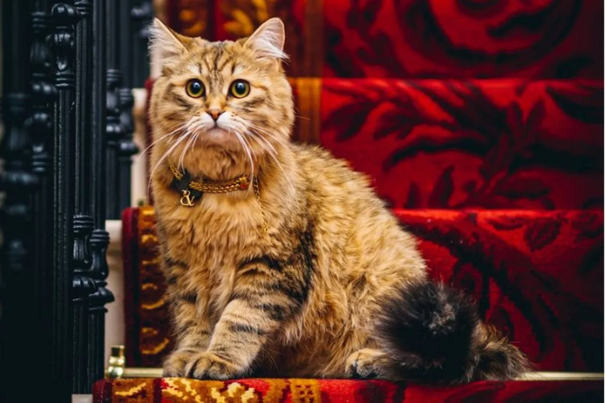  يعيش فى رفاهية.. تعرف على أفخم قط في العالم 