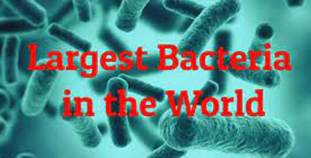 اكتشاف أكبر بكتيريا في العالم تُرى بالعين المجردة