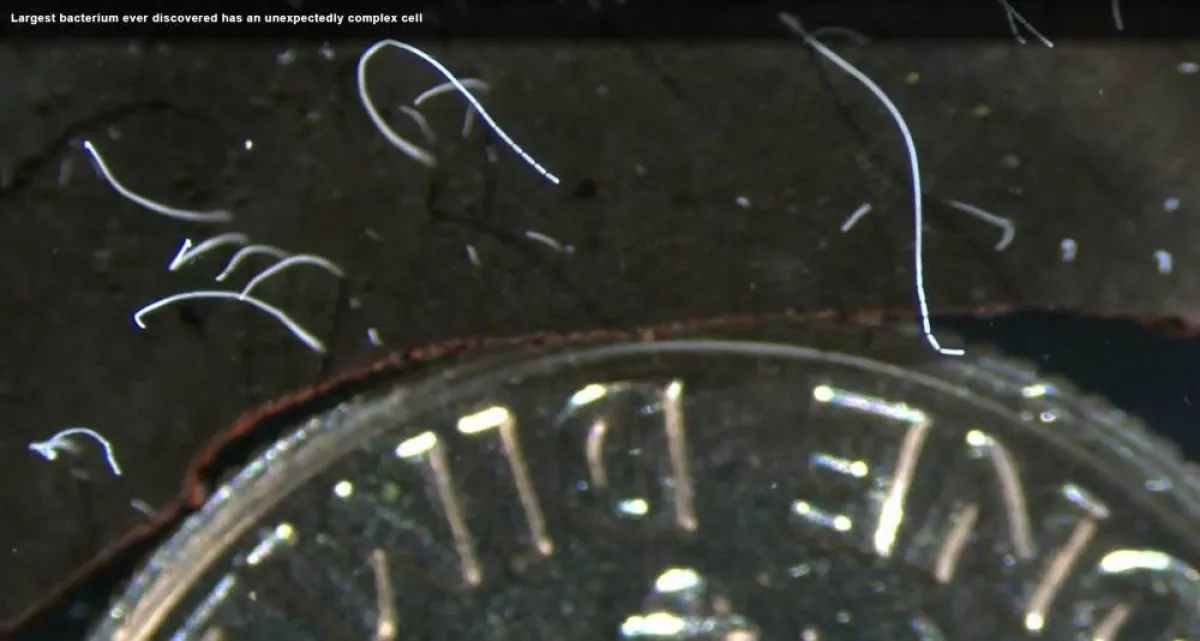 اكتشاف أكبر بكتيريا في العالم تُرى بالعين المجردة
