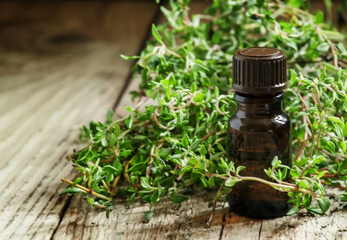 رائحة زيت الزعتر تبعد الآفات عن الملابس 