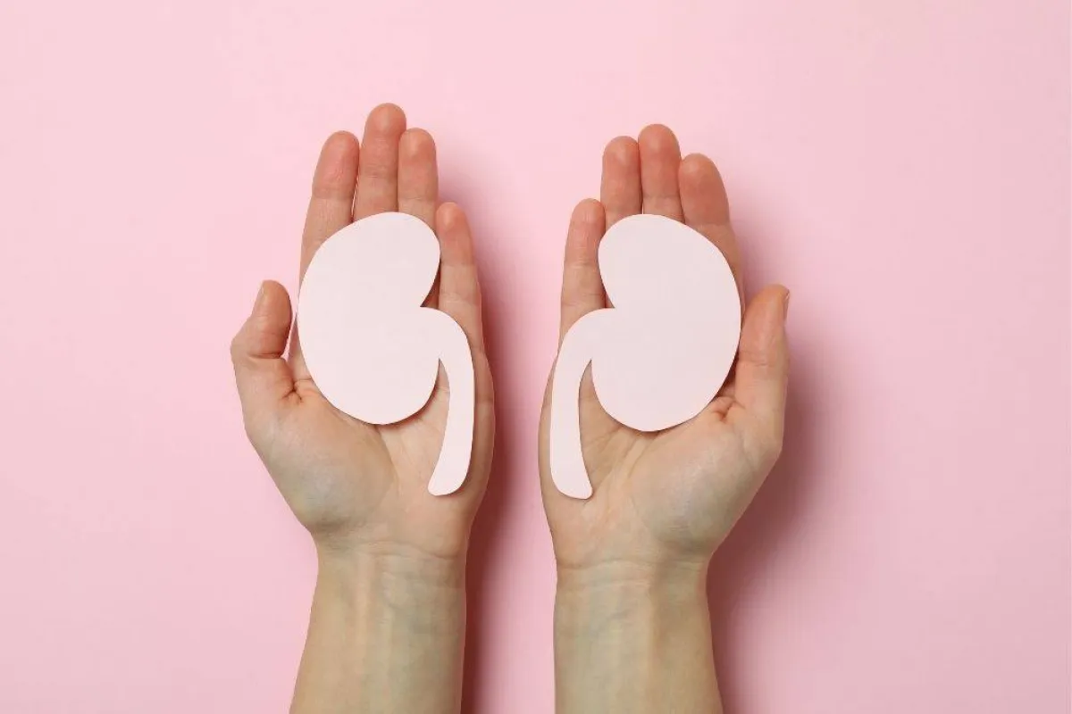 شرب الماء يحمي الكلى