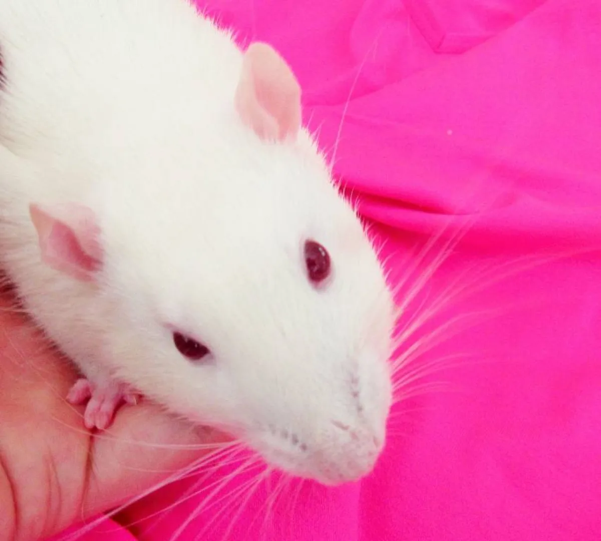 صورة لفأر أبيض