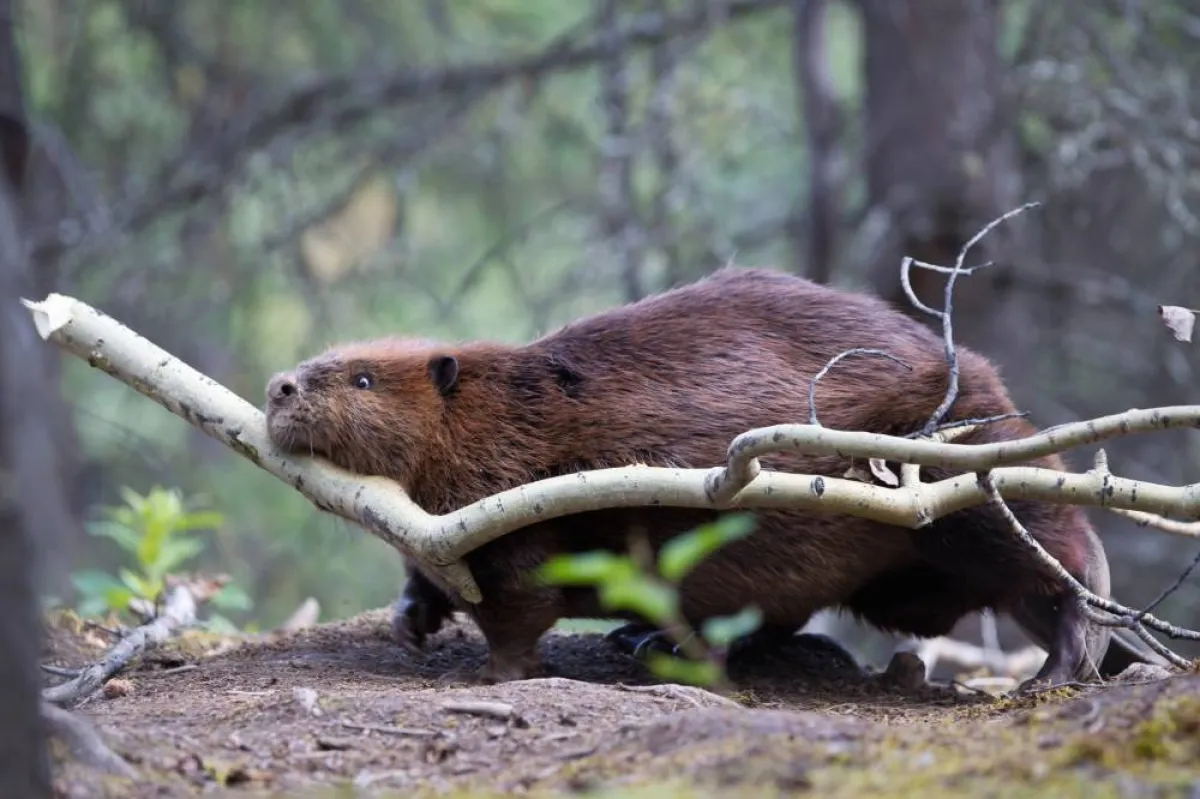 صورة القندس