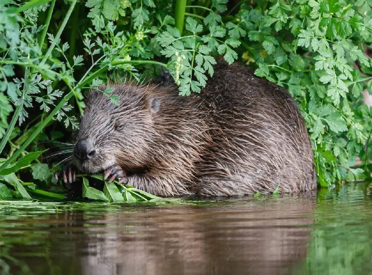 صورة لحيوان القندس