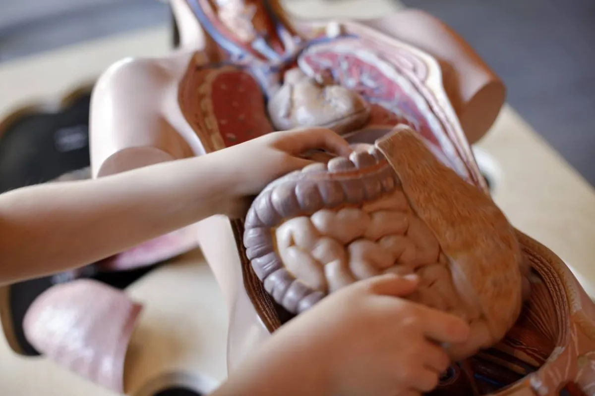 صورة لأعضاء بشرية