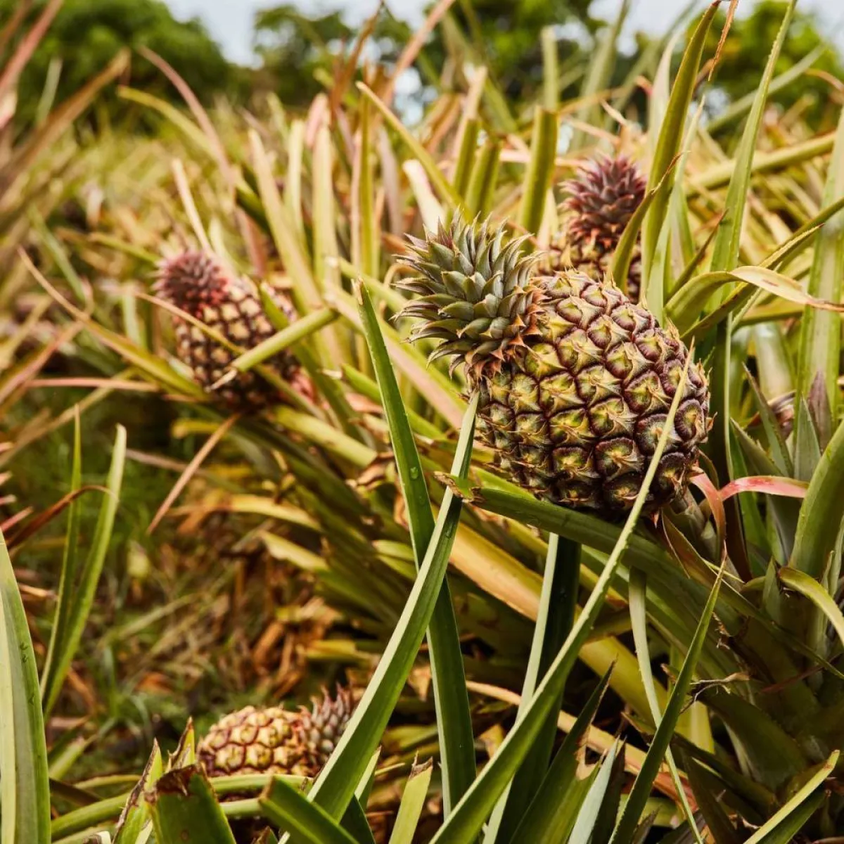 صورة لفاكهة الأناناس