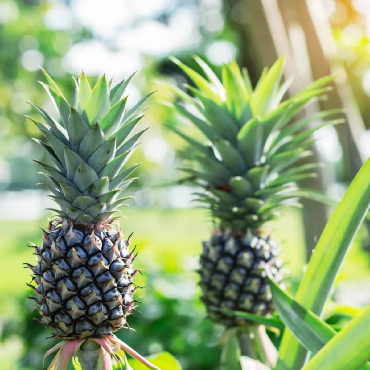 صورة لثمار الاناناس