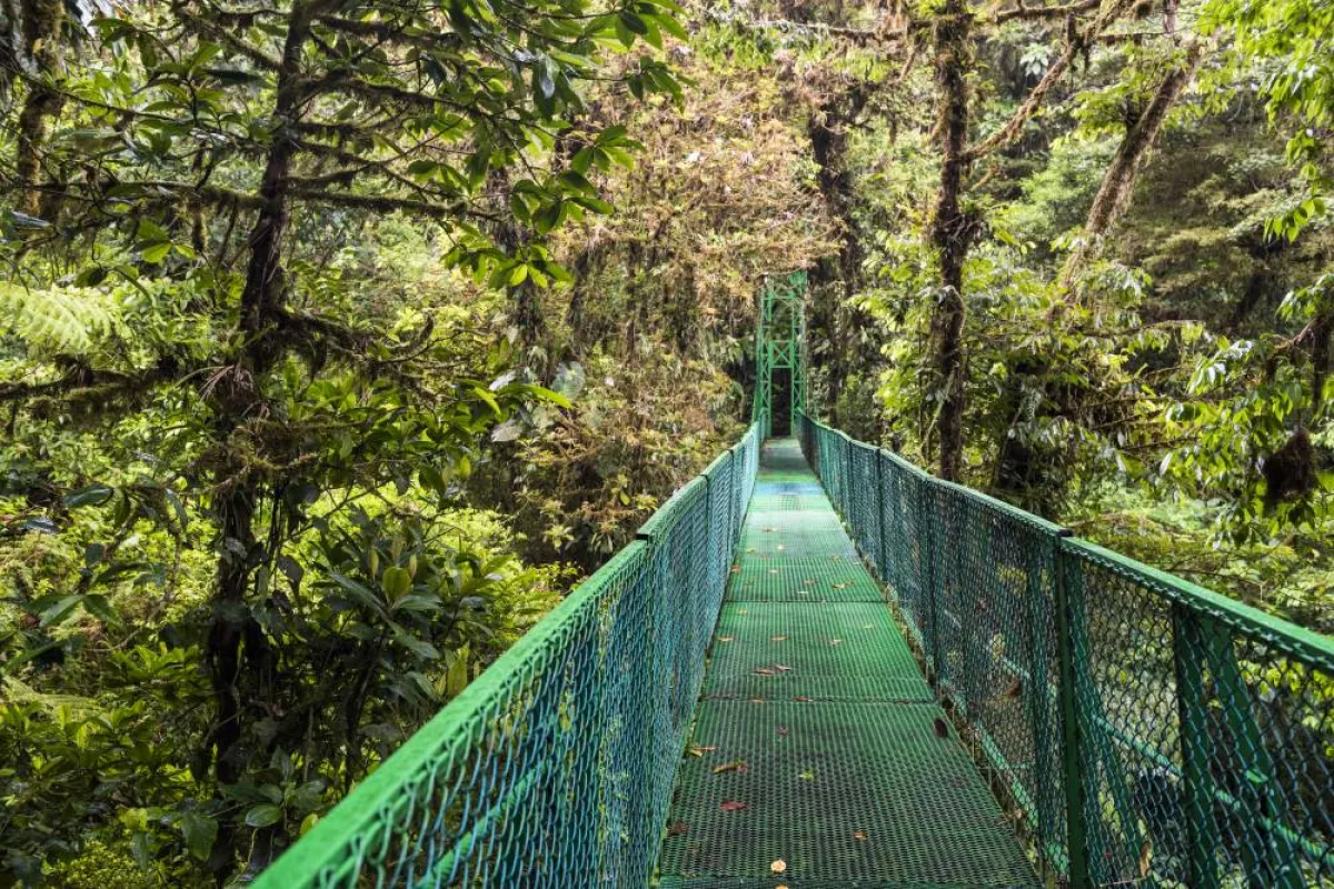 غابة مونتيفردي كلاود المطيرة