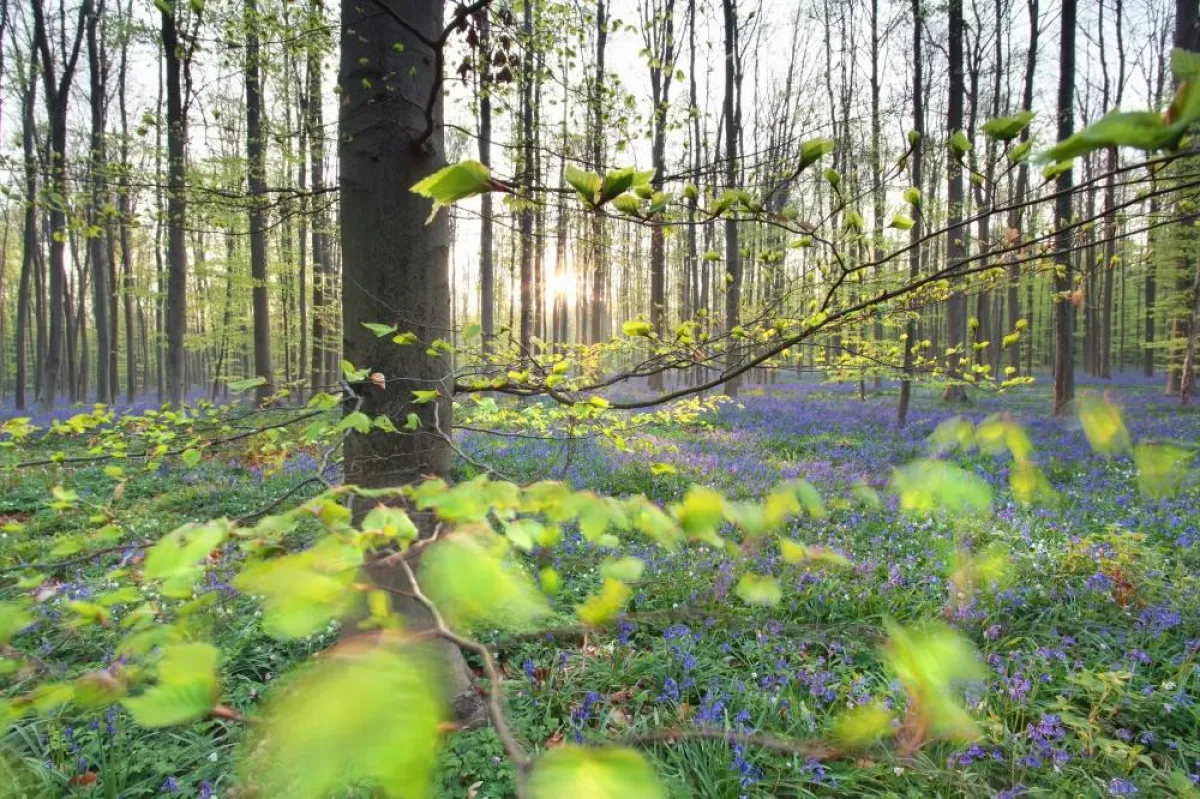 غابة هالربوس