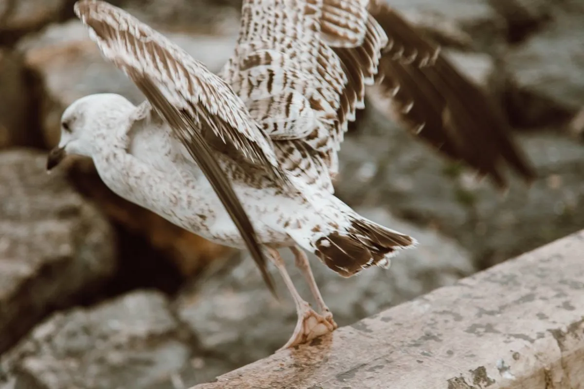 صورة لأجنحة الطيور