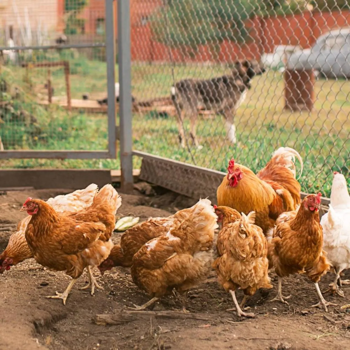 صورة لعدد من الدجاجات