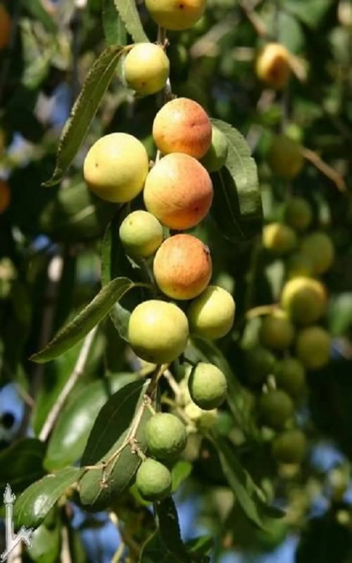 ثمار شجرة النبق