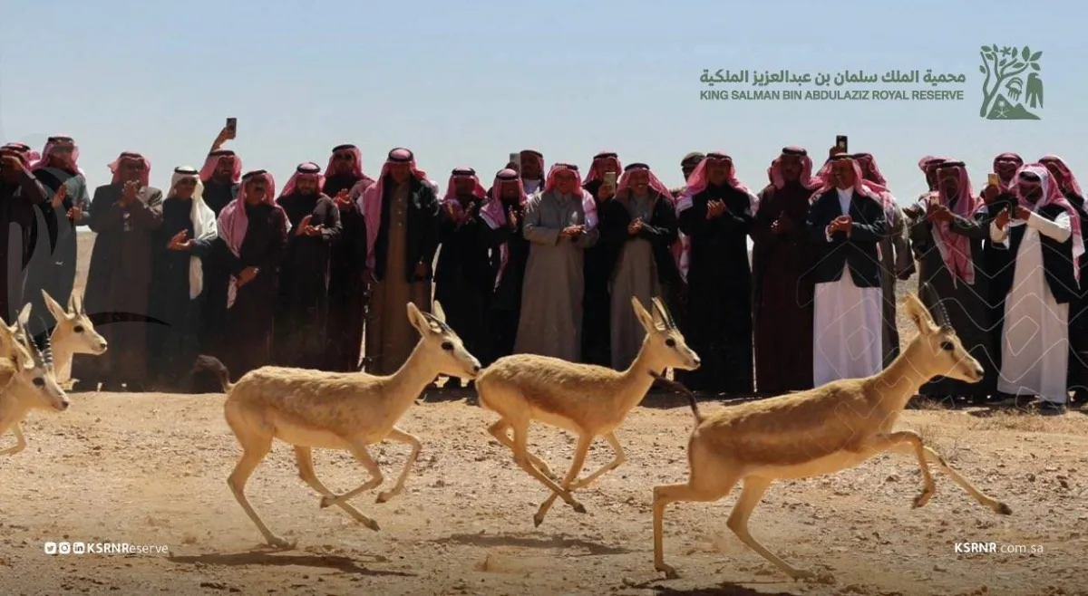 إطلاق 100 من الغزلان وعدد من الحبارى في حرة الحرة بمحمية الملك سلمان بن عبدالعزيز الملكية