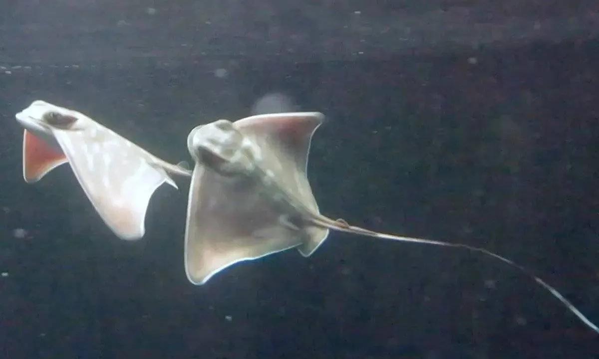 صورة لسمكة إيجل راي صغيرة الحجم