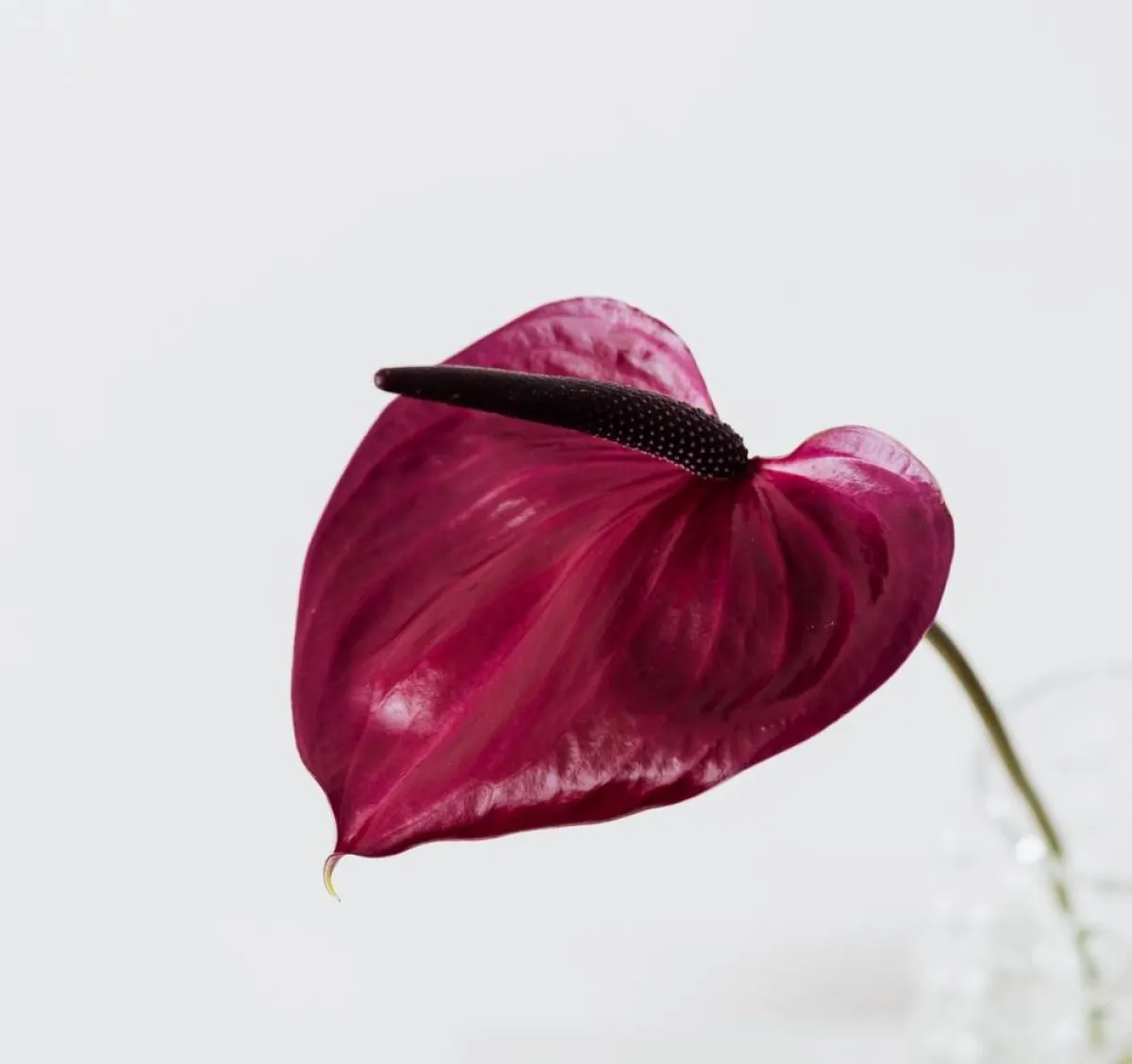 صورة لزهر البنفسج