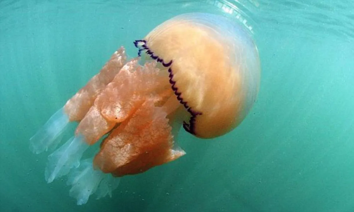 صورة قنديل البحر