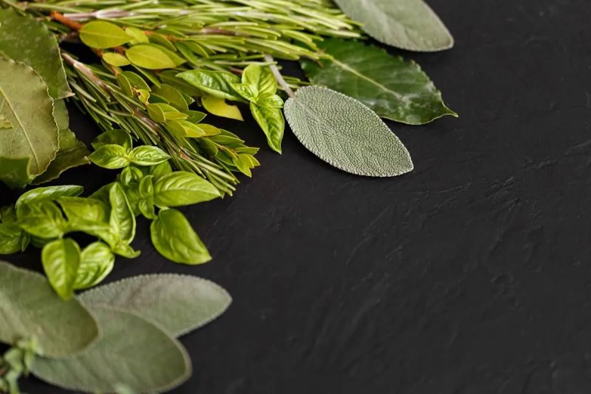 أعشاب للعناية بالشعر