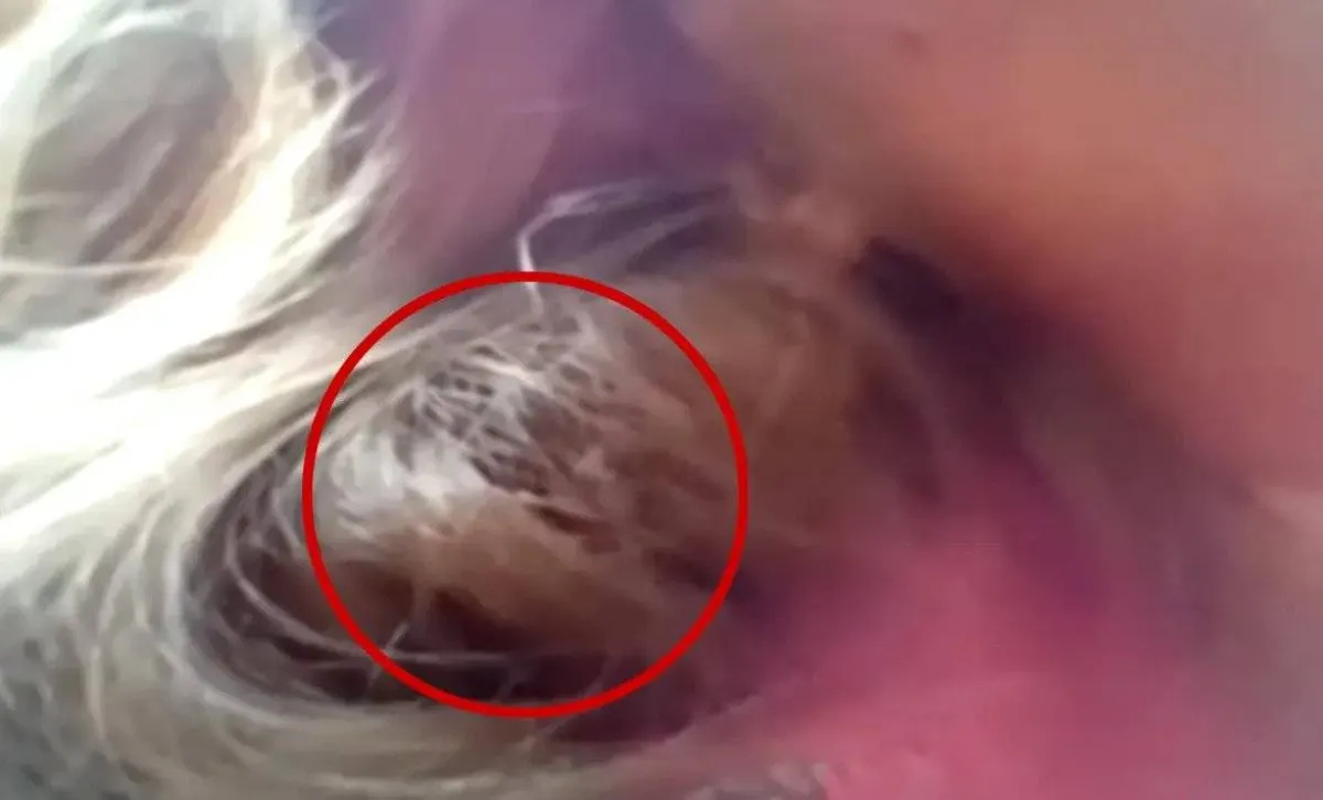 صورة عش العصفور في شعر تايلور