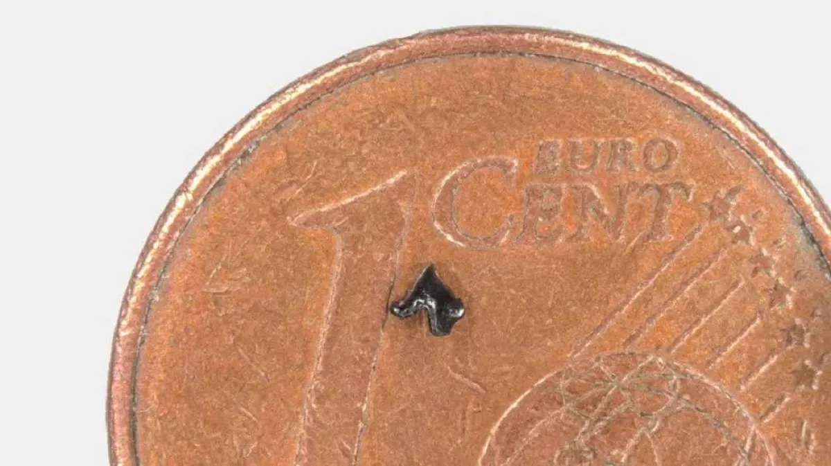 صورة قطعة أسنان عمرها 125 مليون سنة