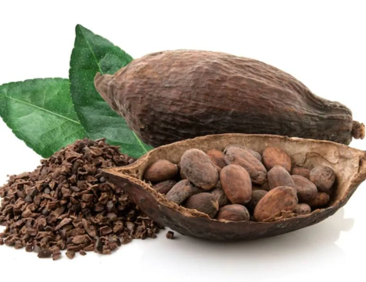 الكاكاو والاولفيرا