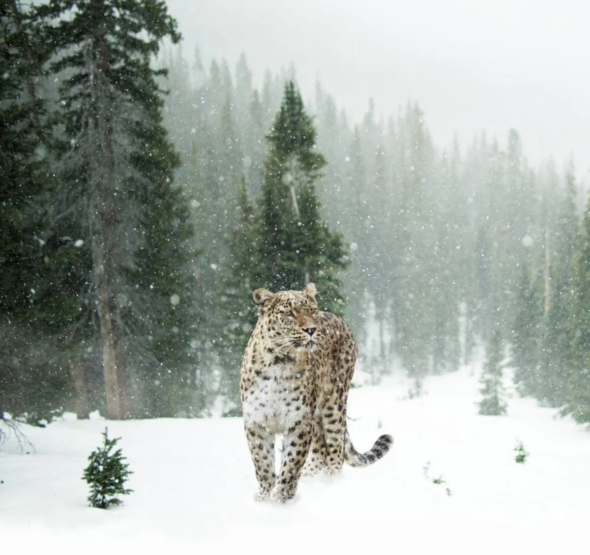 أسرع الحيوانات في العالم