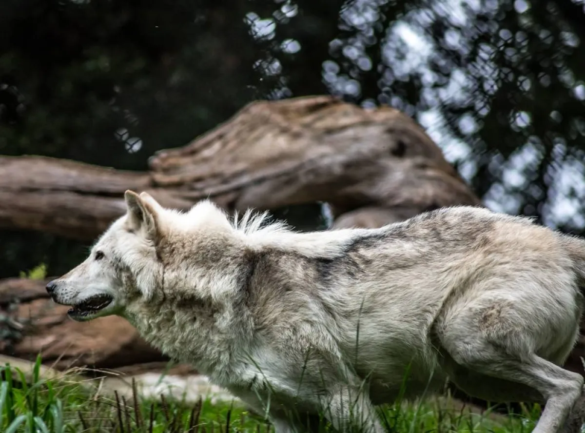 أسرع الحيوانات في العالم