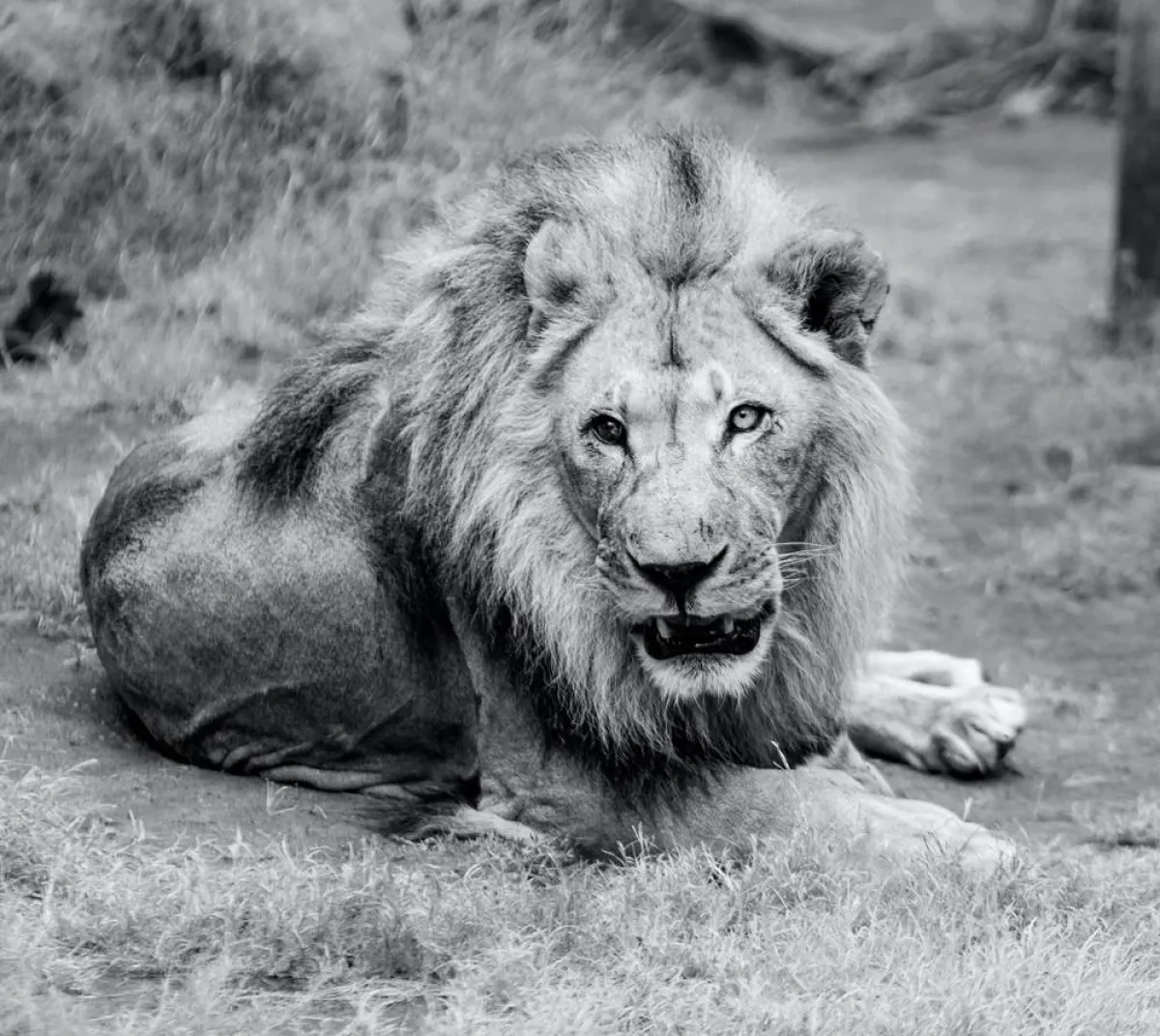 أسرع الحيوانات في العالم