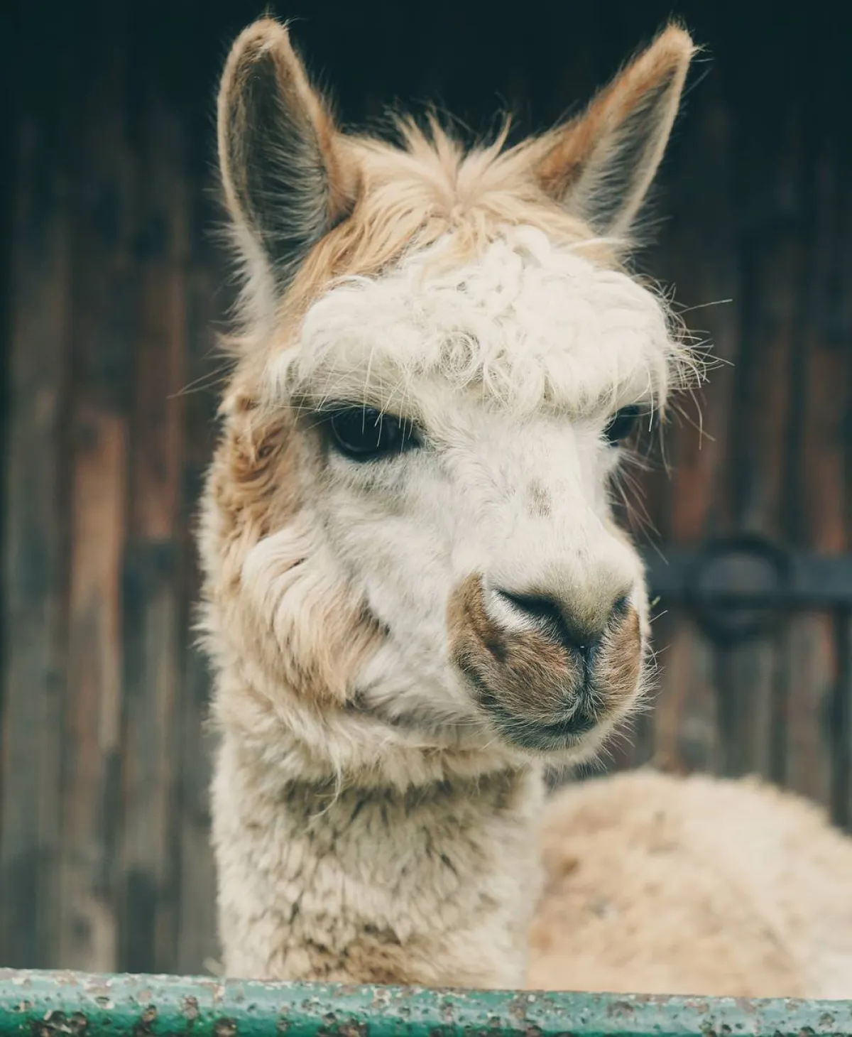 أسرع الحيوانات في العالم