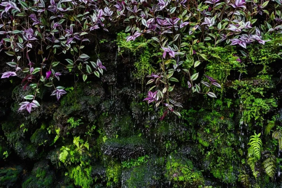 الشلّال يضفي جاذبيّة بصريّة على الحديقة الخارجيّة