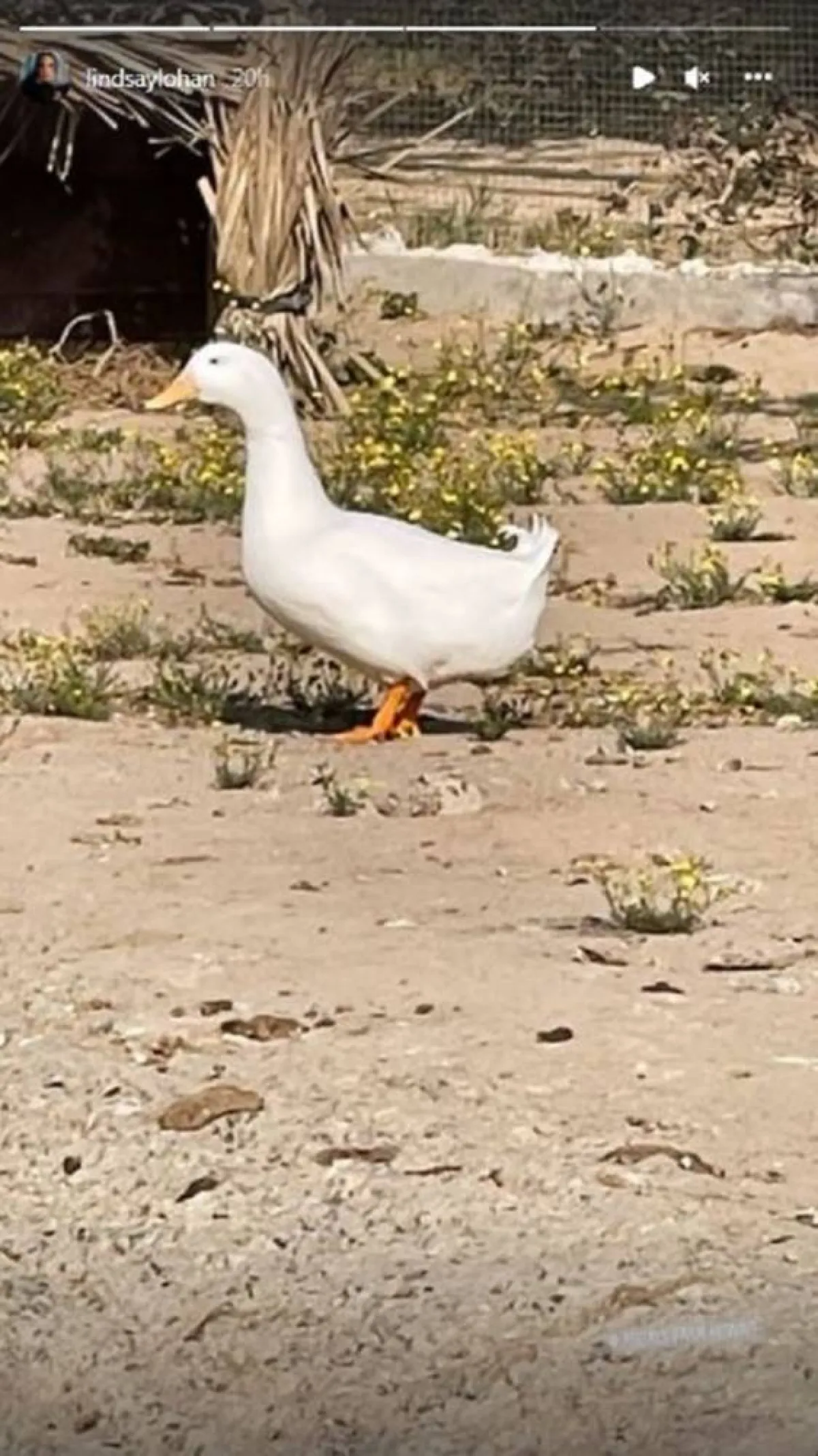 مزرعة شماس-الصورة من ستوري ليندسي لوهان على إنستغرام