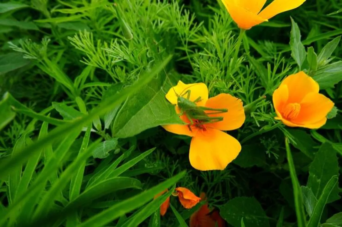  نبتة Eschscholtzia california تساعدك على النوم