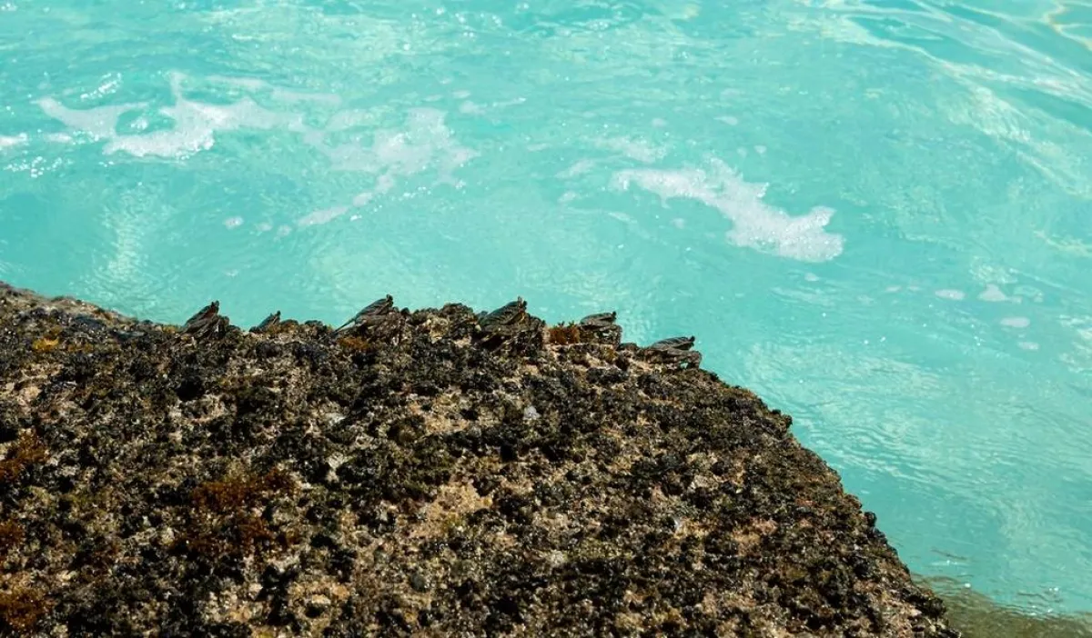 توفر جزيرة فريجاتيا العديد من الرياضات المائية 