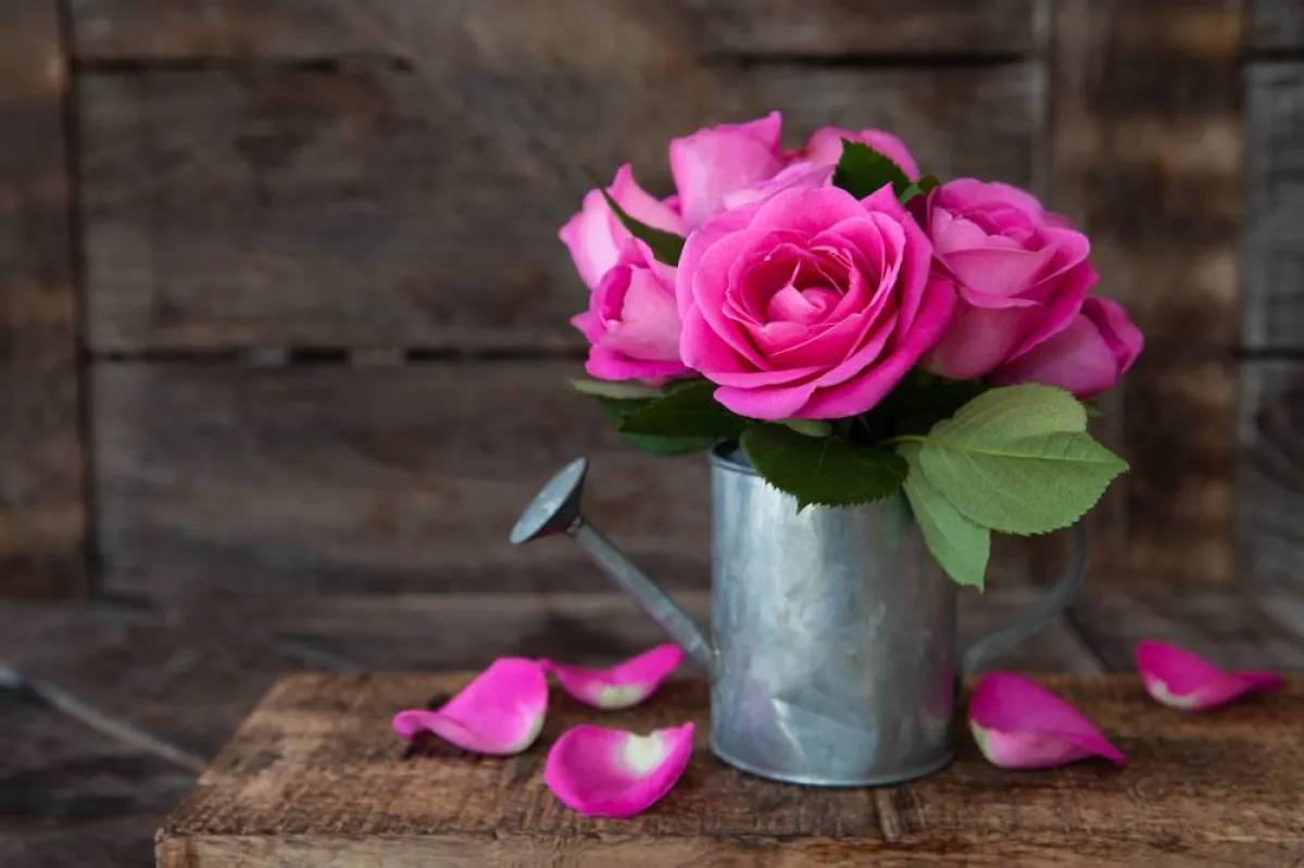 لصنع ماء الورد في المنزل، يجب غلي بتلات الورود مع الماء