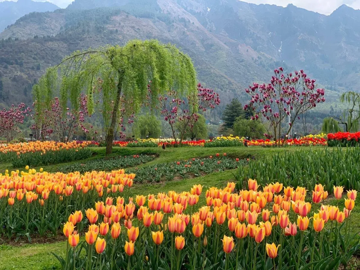 حديقة توليب