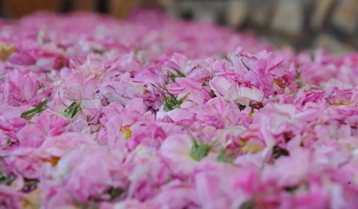 مهرجان الورد الطائفي