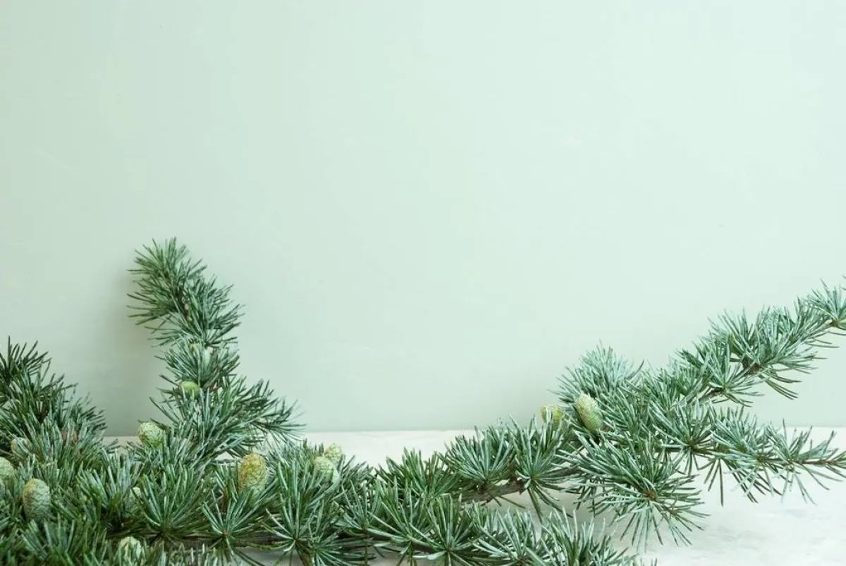 طلاء الجدار ملوّن بلون الشبورة