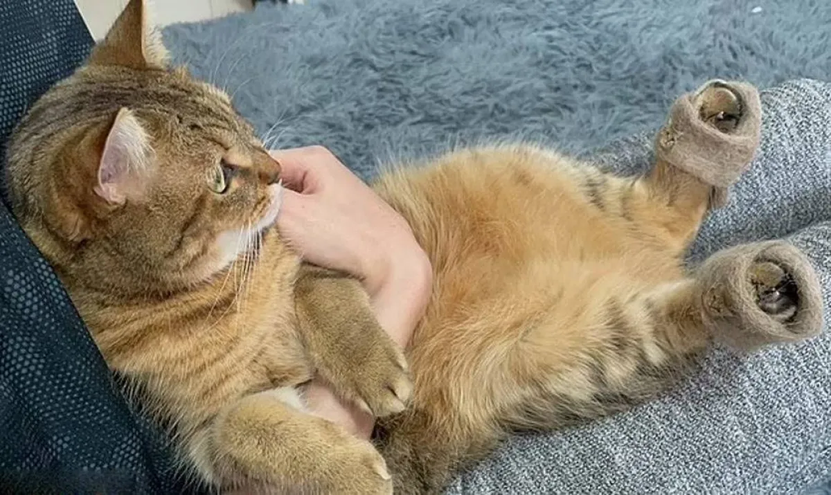 قط يصبح نجماً على وسائل التواصل بحذائه المصنوع من فرائه