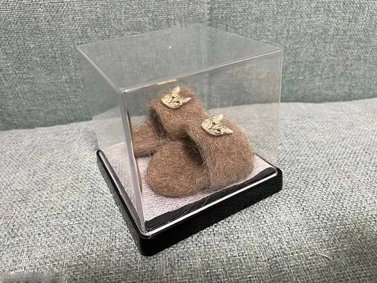 قط يصبح نجماً على وسائل التواصل بحذائه المصنوع من فرائه