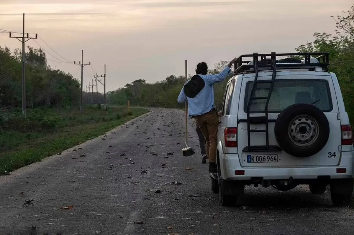 سرطانات البحر تغزو كوبا للتزاوج في خليج الخنازير