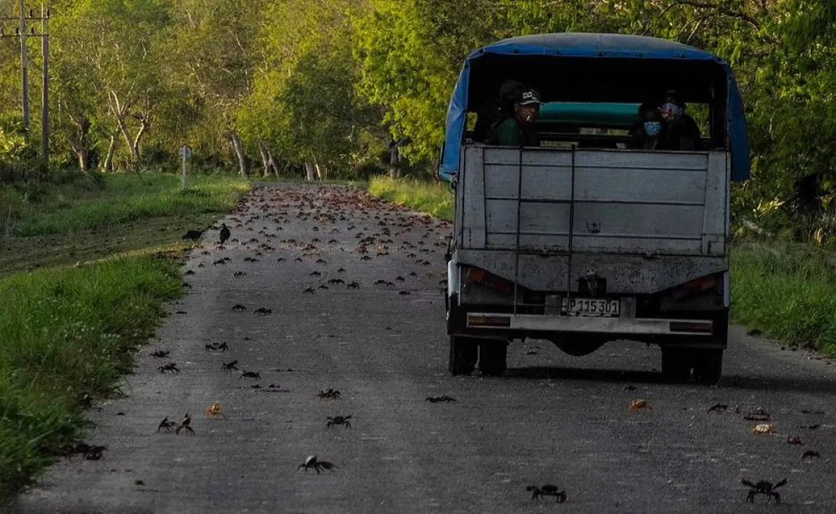 سرطانات البحر تغزو كوبا للتزاوج في خليج الخنازير