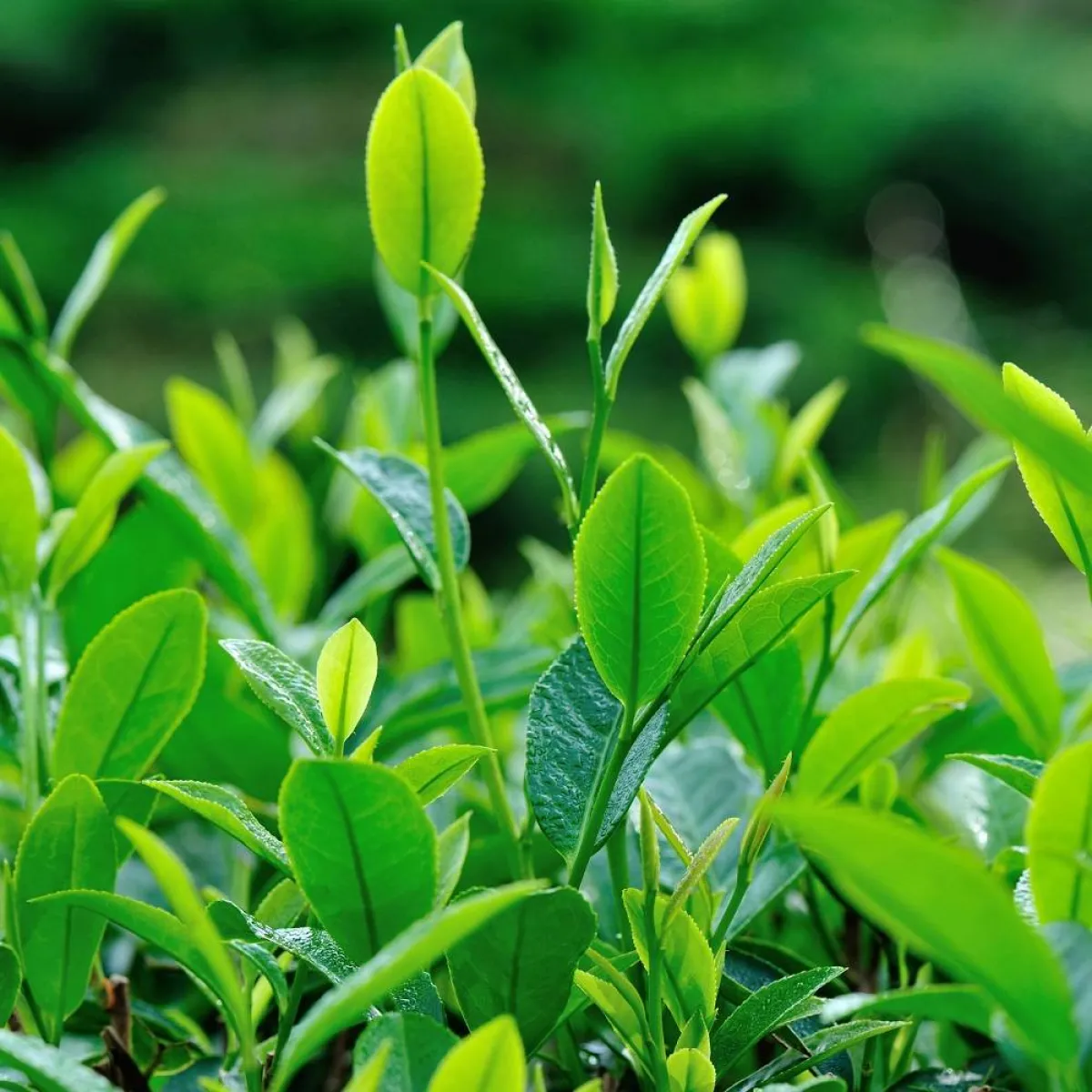 صورة لأوراق الشاي