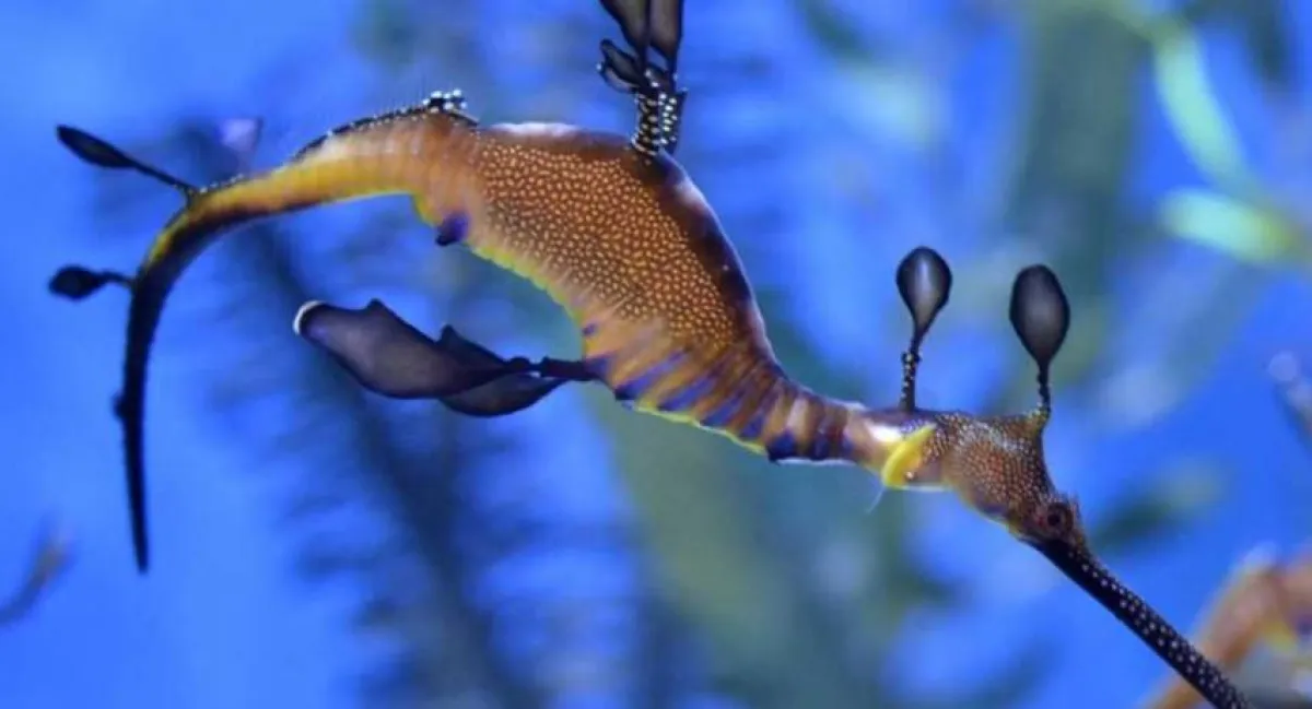 تنين البحر - الصورة من وكالة الأنباء الفرنسية