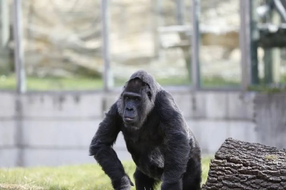 صورة للغوريلا فاتو تتجول