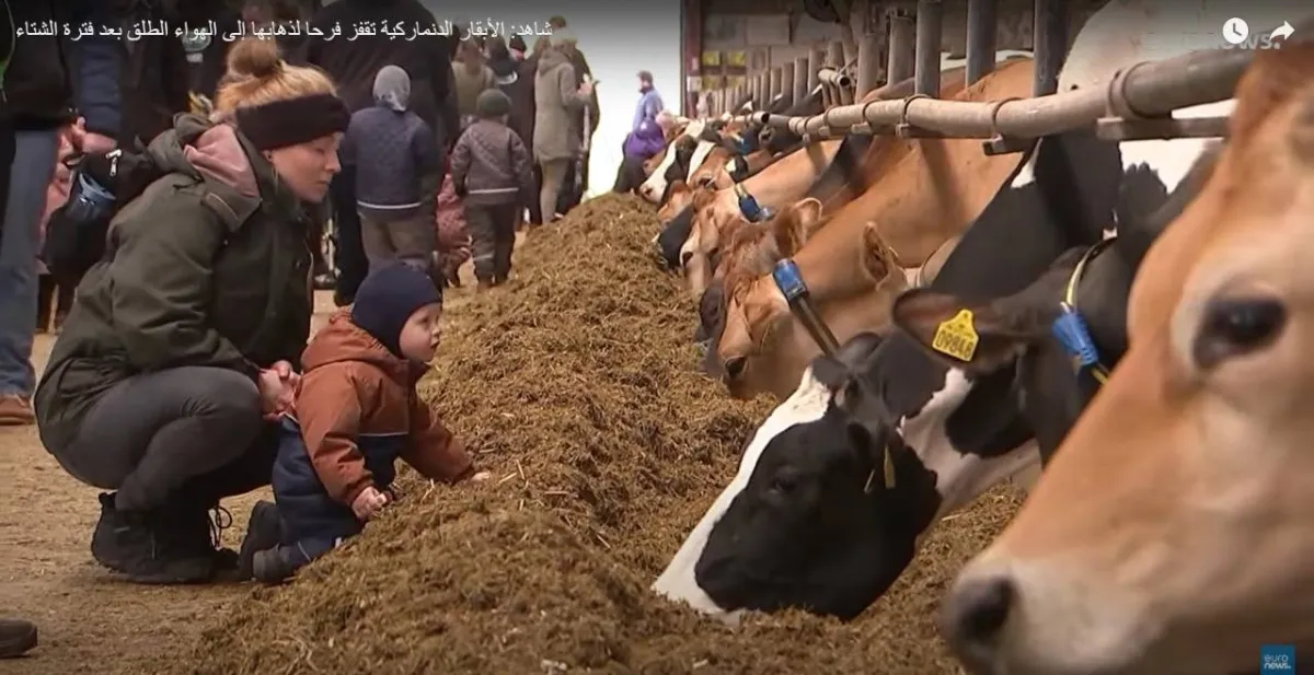 لأول مرة بعد زوال كورونا.. الدنماركيون يحتفلون بيوم “البقرة الراقصة”
