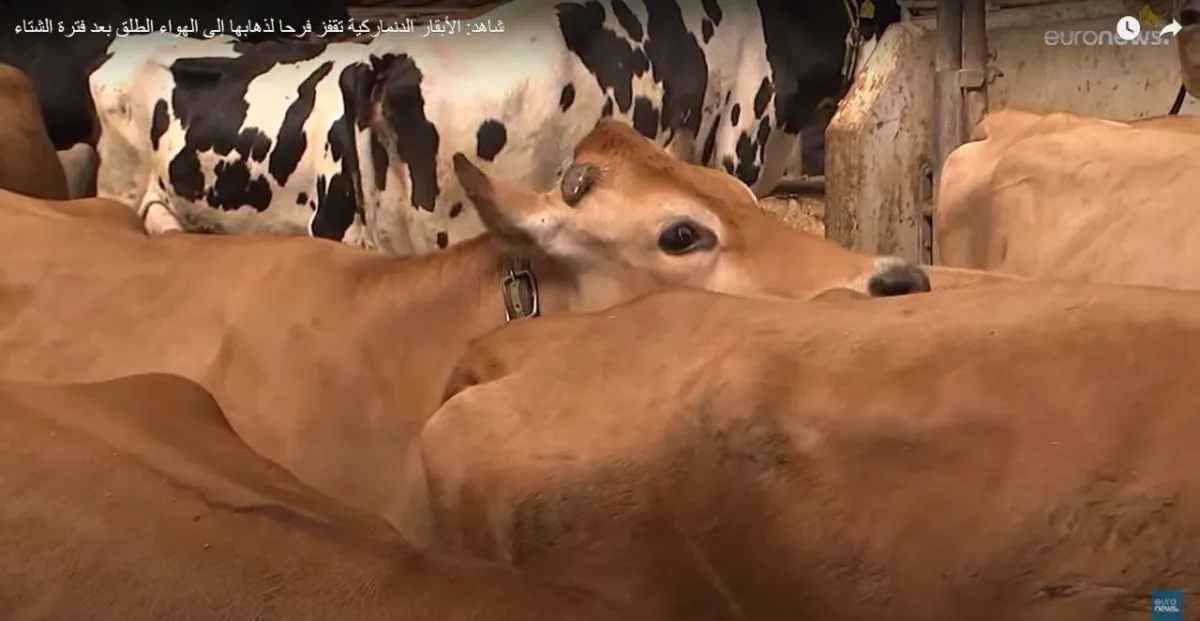 لأول مرة بعد زوال كورونا.. الدنماركيون يحتفلون بيوم “البقرة الراقصة”