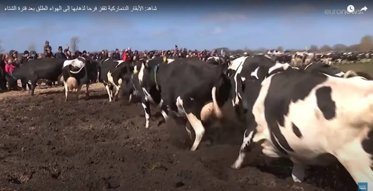 لأول مرة بعد زوال كورونا.. الدنماركيون يحتفلون بيوم “البقرة الراقصة”