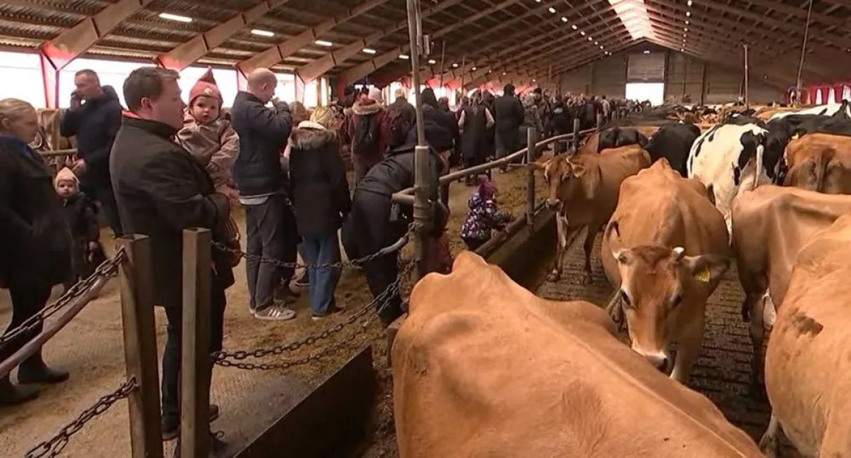 لأول مرة بعد زوال كورونا.. الدنماركيون يحتفلون بيوم “البقرة الراقصة”