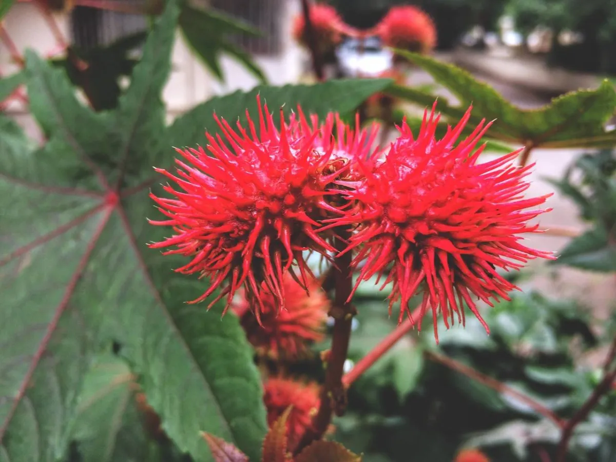 صورة لنبات الخروع