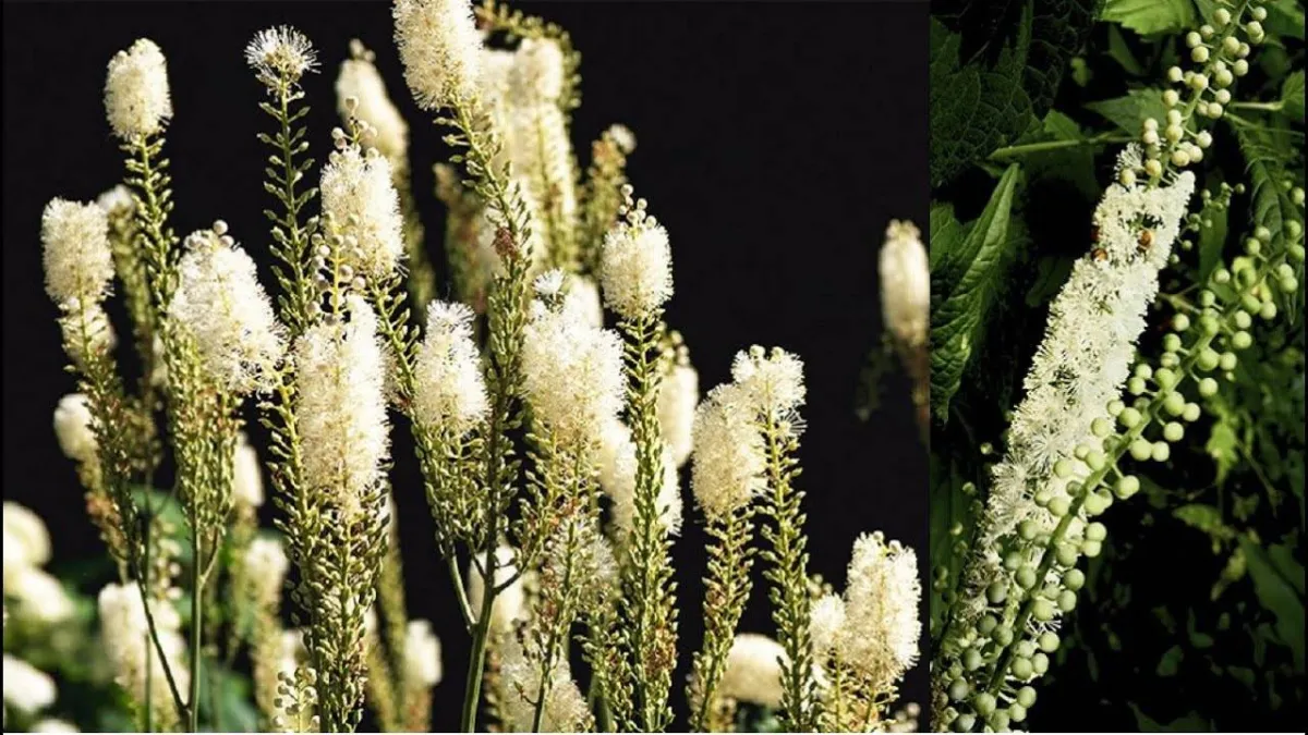 صورة للكوهوش الأسود والأزرق